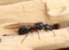 mravenec dřevokaz (Ostatní), Camponotus ligniperda ()